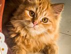Persion cat