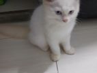 Persian Cat
