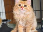 Persion Cat