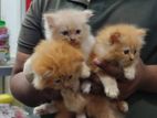 persion cat for sale