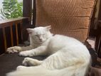 Persion Cat