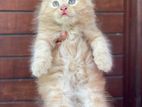 Persion cat