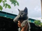 Persian Cat