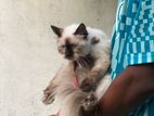 Persian Cat