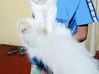 Persian Cat