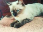 Persian Cat