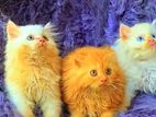 Persion cat