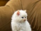 Persian Cat