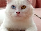 Persian Cat