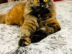 Persion Cat