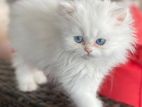 Persian Cat