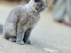 Persian Cat