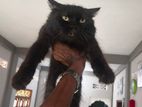 persion cat