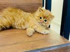 Persion Kitten