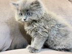 Persian Cat