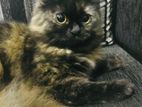 Persion Cat/Kitten