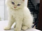 Persian Kittens