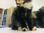 Persion Cats