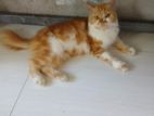 Persion Cats