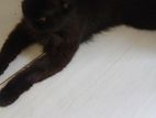 persion cats