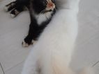 Persion Cats