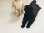 persion cats