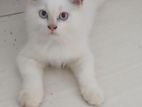 Persian Cats