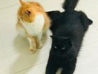 Persian Cats
