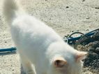 Persion Cats