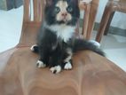 Persian Female Kitten