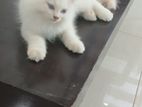 Persion Cats