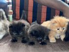 Persian Kittens