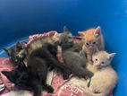 Persian Cats