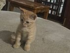 Persian Cat for Crossing