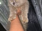 Persion Cats