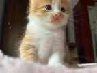 Persian Cat