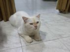 Persion Cat
