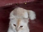 Persian Ginger Cat Crossing