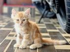 Persion Ginger Cat