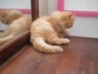 Persion Ginger Cat