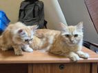 Persion Kittens (Ginger)
