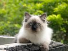 Himalayan Cat