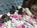 Himalayan Kittens