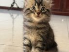 Persion Kitten for Kind Home