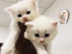 Persion Kitten