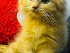 Persion Kitten