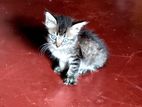 Persian Kitten
