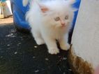 Persion Kitten