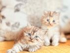 Persian Kittens
