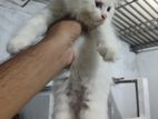 Persion Kittens